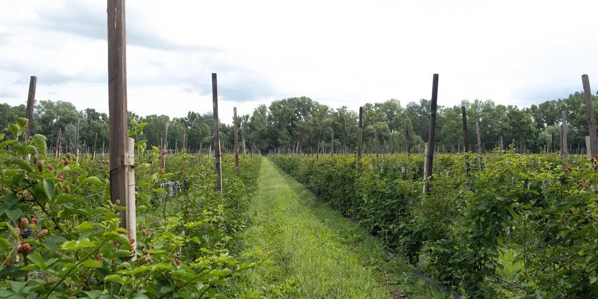 Горизонтальный способ выращивания ежевики. На шпалерах натянуты ряды проволоки, куда подвязываются лозы