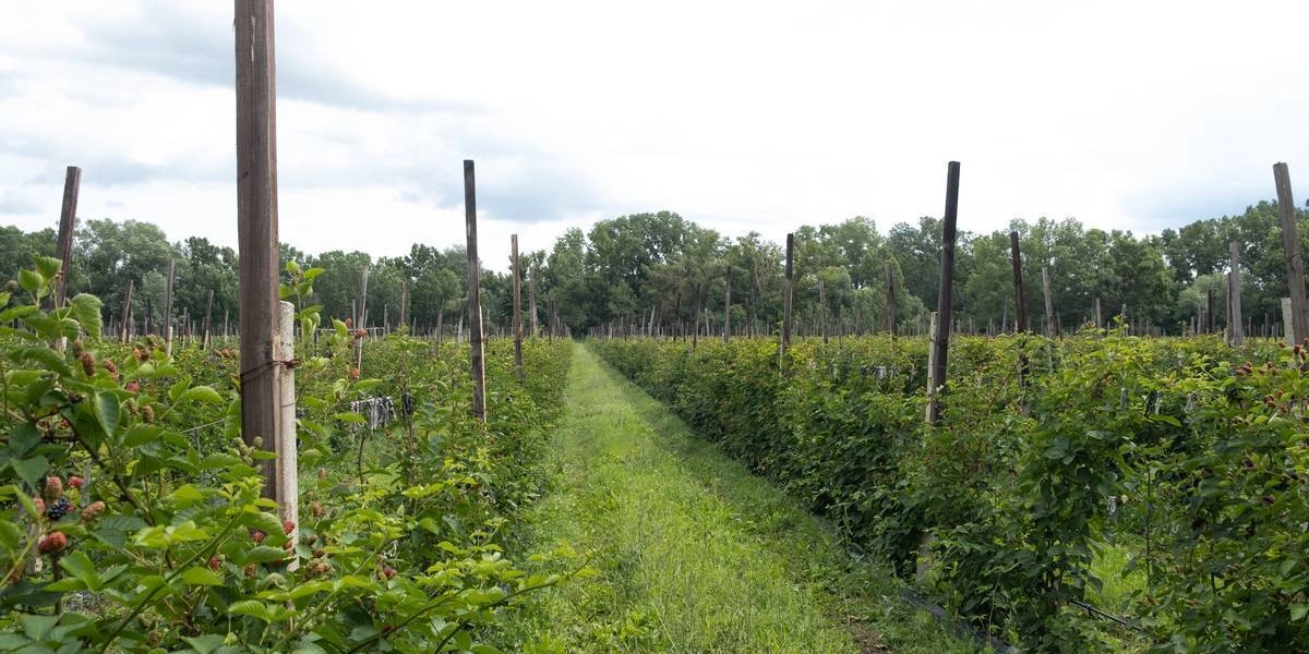 Горизонтальный способ выращивания ежевики. На шпалерах натянуты ряды проволоки, куда подвязываются лозы