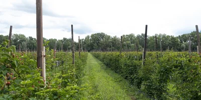 Горизонтальный способ выращивания ежевики. На шпалерах натянуты ряды проволоки, куда подвязываются лозы