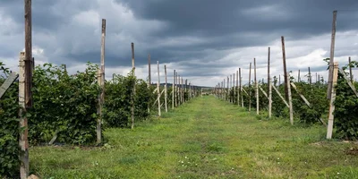 Горизонтальный способ выращивания ежевики. На шпалерах натянуты ряды проволоки, куда подвязываются лозы