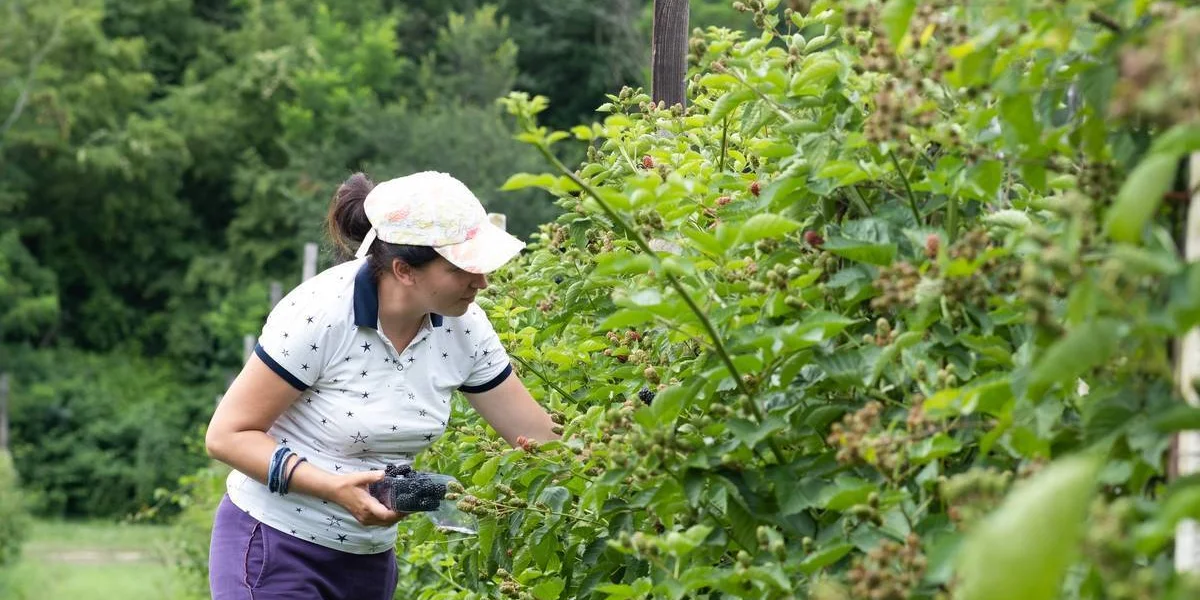 Ежевичное царство: как выращивают эту ягоду и чем она полезна
