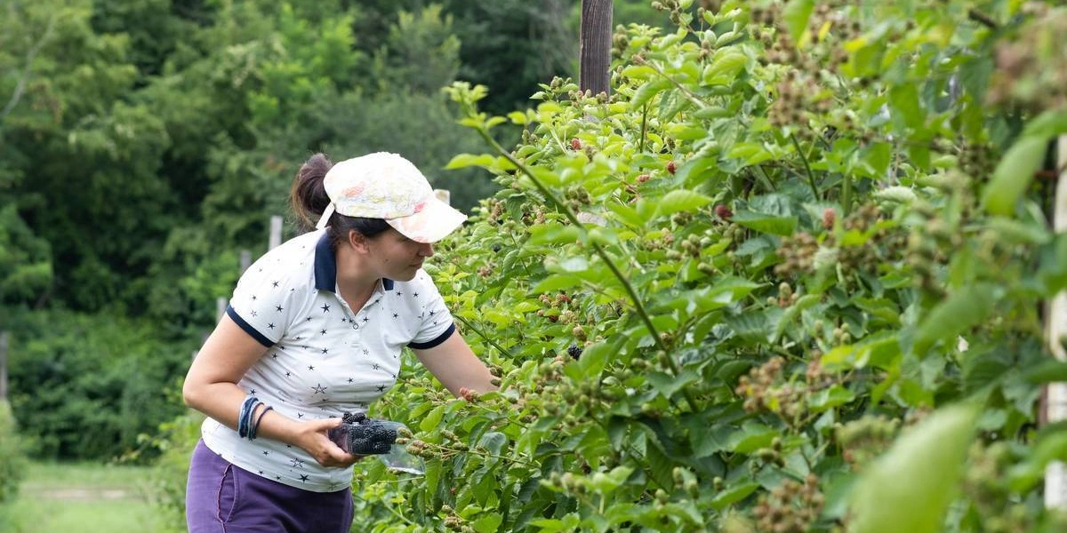 Ежевичное царство: как выращивают эту ягоду и чем она полезна