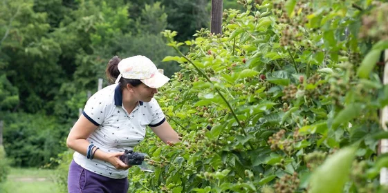 Ежевичное царство: как выращивают эту ягоду и чем она полезна