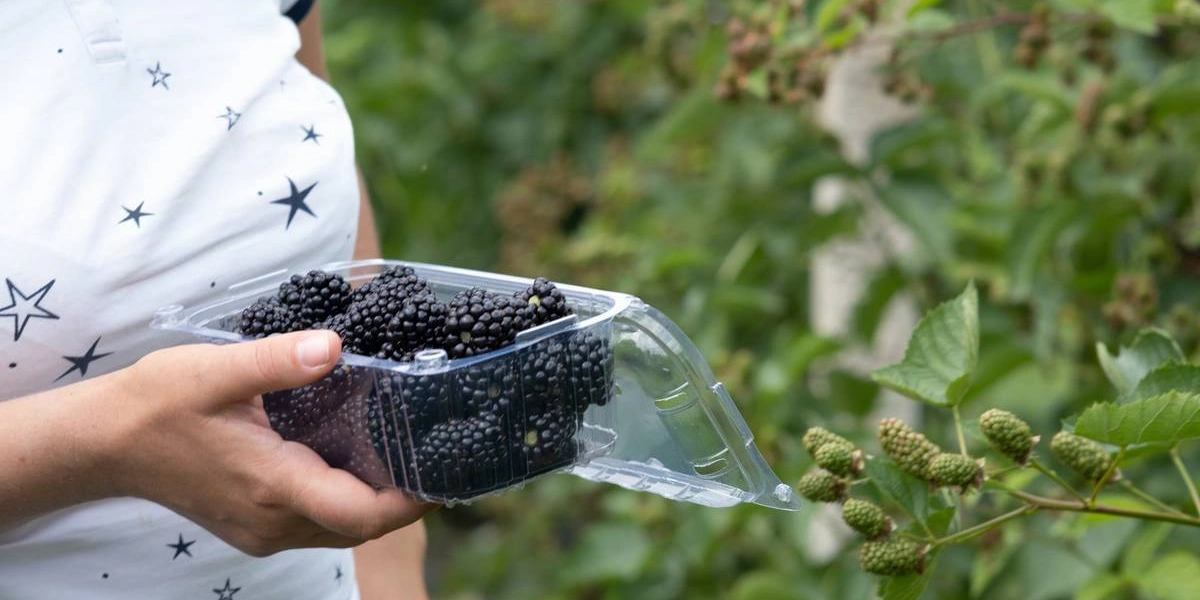 Ежевичное царство: как выращивают эту ягоду и чем она полезна