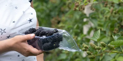 Ежевичное царство: как выращивают эту ягоду и чем она полезна