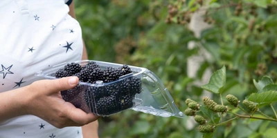 Ежевичное царство: как выращивают эту ягоду и чем она полезна