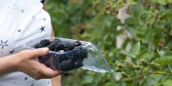 Ежевичное царство: как выращивают эту ягоду и чем она полезна