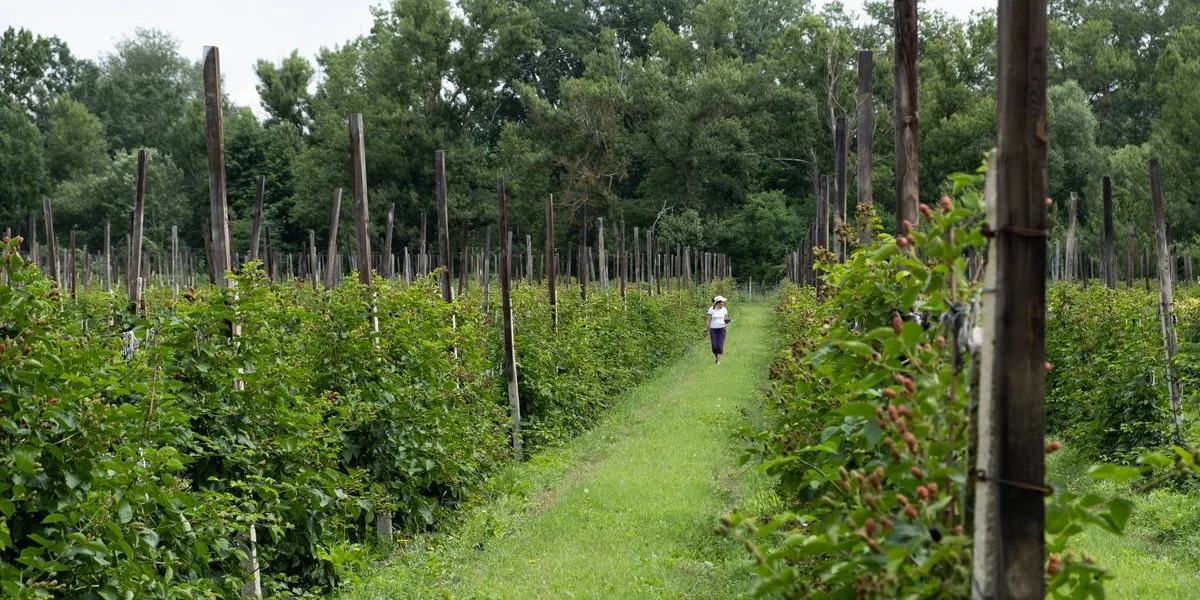 Ежевичное царство: как выращивают эту ягоду и чем она полезна