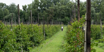Ежевичное царство: как выращивают эту ягоду и чем она полезна