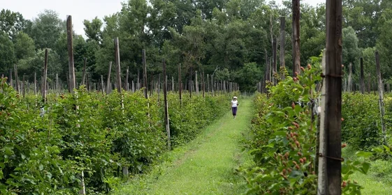 Ежевичное царство: как выращивают эту ягоду и чем она полезна