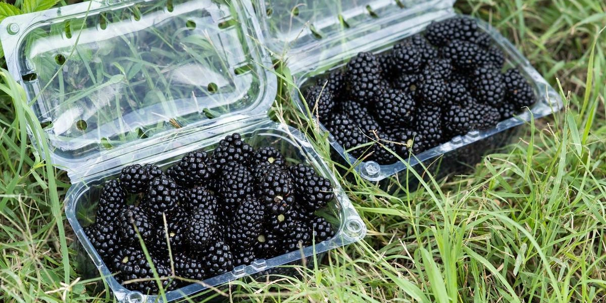 Ежевичное царство: как выращивают эту ягоду и чем она полезна