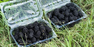 Ежевичное царство: как выращивают эту ягоду и чем она полезна