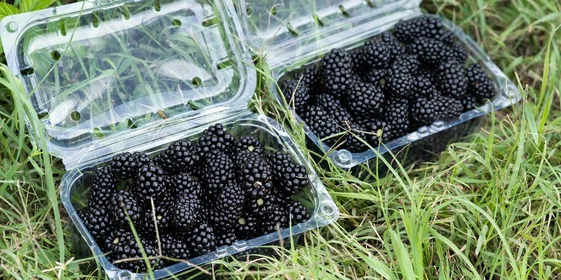 Ежевичное царство: как выращивают эту ягоду и чем она полезна