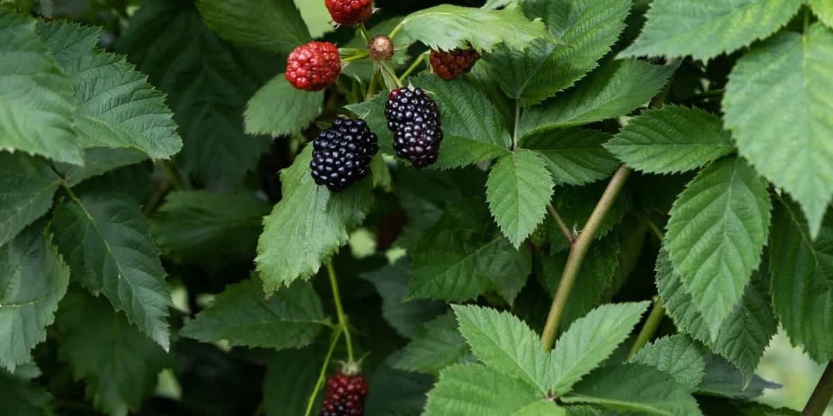 Ежевичное царство: как выращивают эту ягоду и чем она полезна
