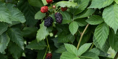 Ежевичное царство: как выращивают эту ягоду и чем она полезна