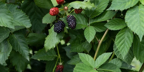Ежевичное царство: как выращивают эту ягоду и чем она полезна