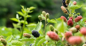 Ежевичное царство: как выращивают эту ягоду и чем она полезна