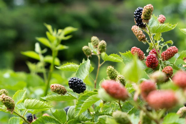 Ежевичное царство: как выращивают эту ягоду и чем она полезна