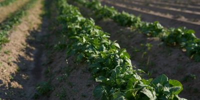 Так выглядит картофель через месяц после&nbsp;посадки