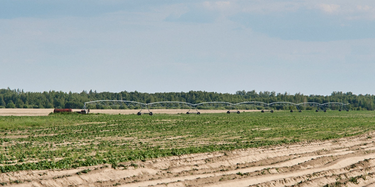 Картофелю нужно много влаги. В&nbsp;поле установлена система полива, в&nbsp;жару без&nbsp;воды овощ расти не будет