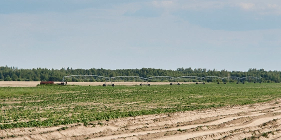 Картофелю нужно много влаги. В&nbsp;поле установлена система полива, в&nbsp;жару без&nbsp;воды овощ расти не будет