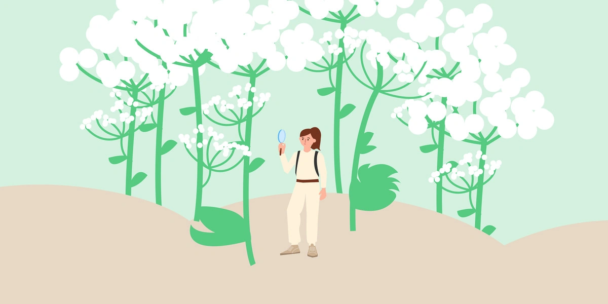 Почему борщевик опаснее, чем кажется