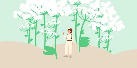 Почему борщевик опаснее, чем кажется