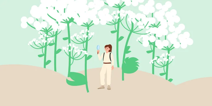 Почему борщевик опаснее, чем кажется