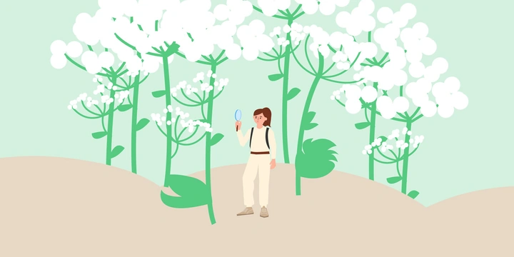 Почему борщевик опаснее, чем кажется