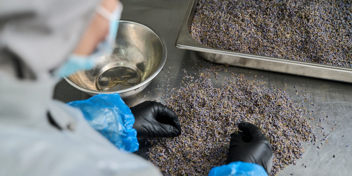 Для лимонада «Лаванда» сухоцветы сначала перебирают