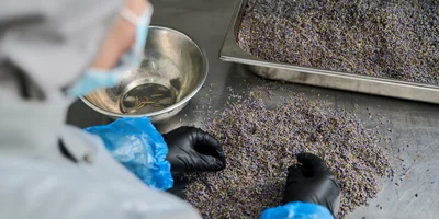 Для лимонада «Лаванда» сухоцветы сначала перебирают