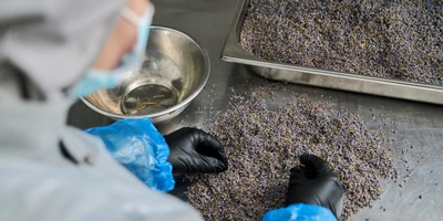 Для лимонада «Лаванда» сухоцветы сначала перебирают