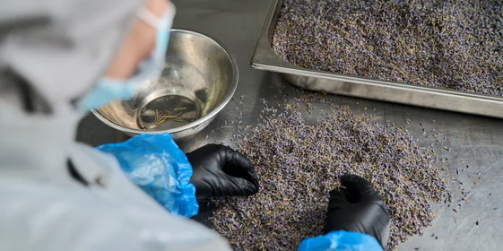 Для лимонада «Лаванда» сухоцветы сначала перебирают