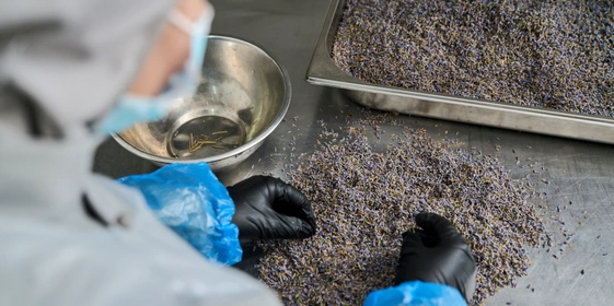 Для лимонада «Лаванда» сухоцветы сначала перебирают