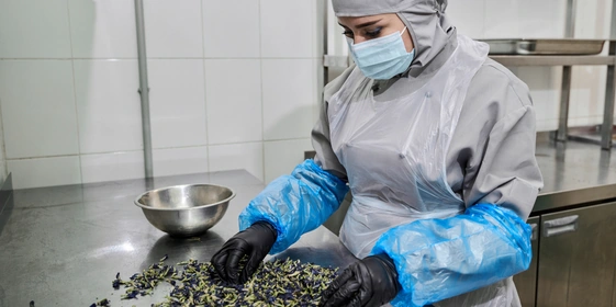 Инспекция сухоцветов клитории тройчатой