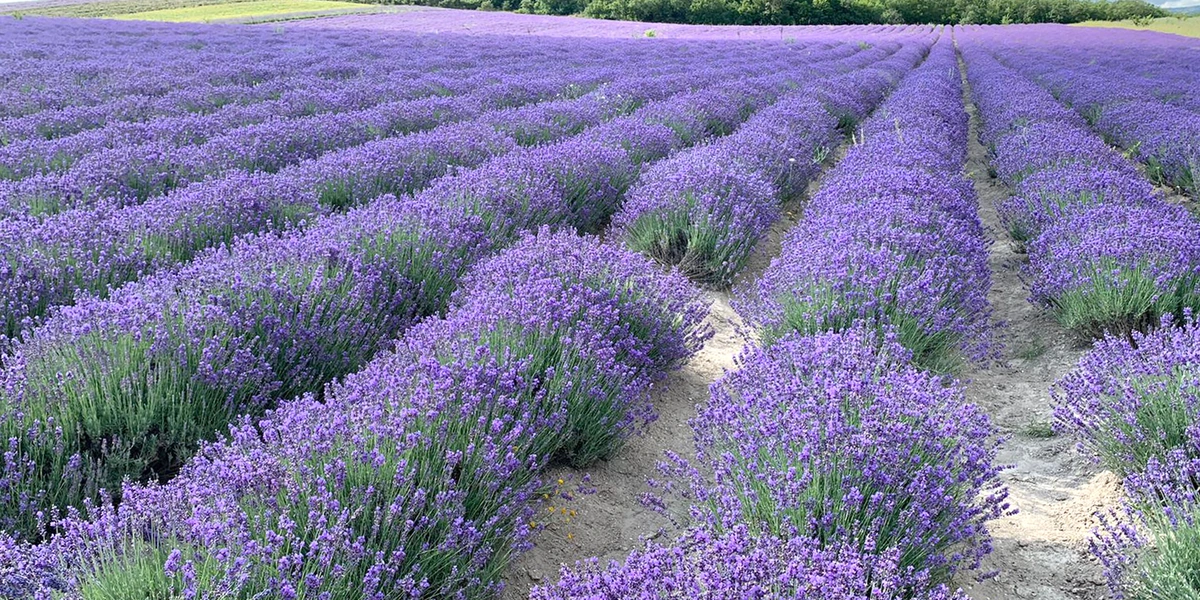 Владимир Семенюта, учредитель компании, лично ездил в лавандовое хозяйство