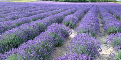 Владимир Семенюта, учредитель компании, лично ездил в лавандовое хозяйство
