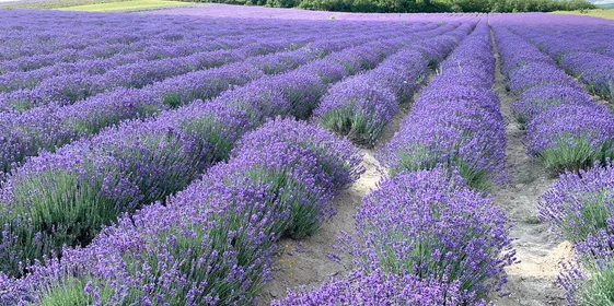 Владимир Семенюта, учредитель компании, лично ездил в лавандовое хозяйство