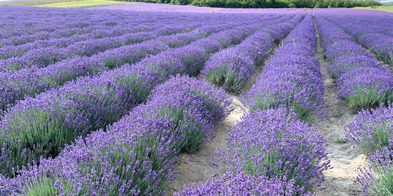 Владимир Семенюта, учредитель компании, лично ездил в лавандовое хозяйство