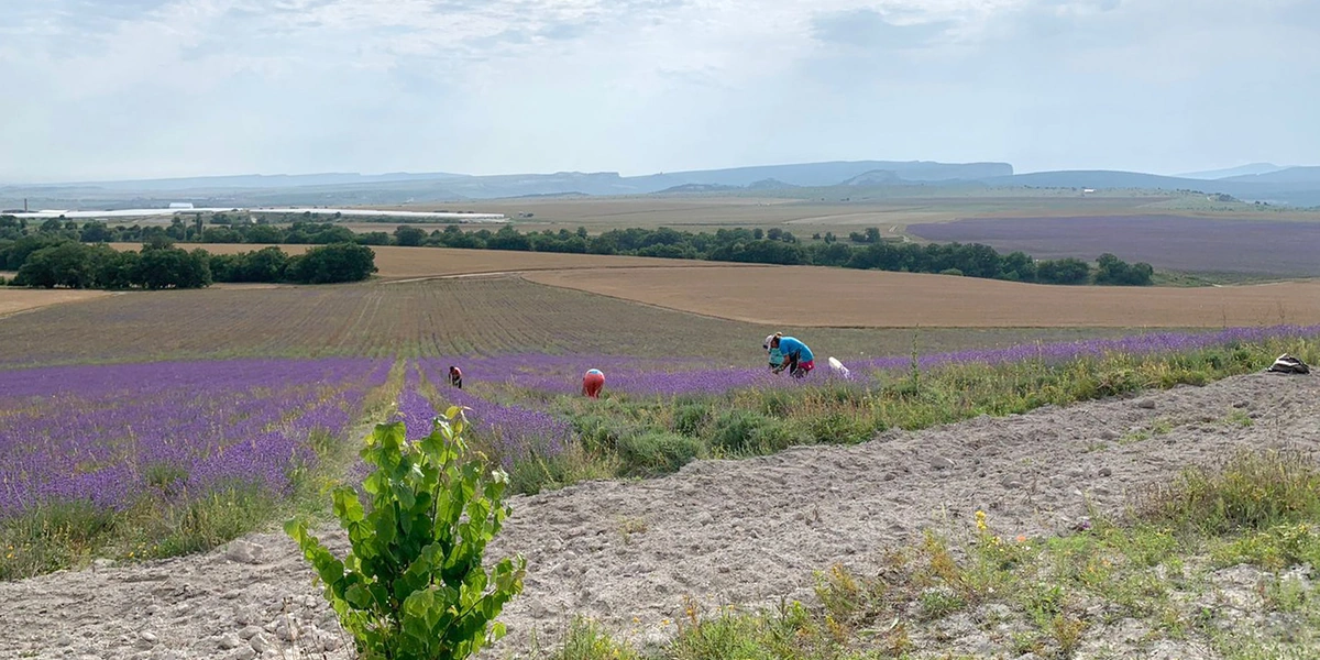 Бахчисарайские плантации. Сезонный сбор лаванды происходит с 15 июля до 1 августа