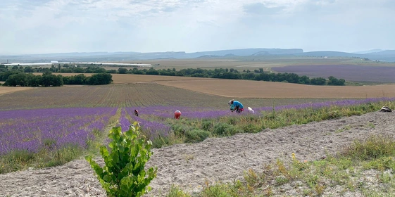 Бахчисарайские плантации. Сезонный сбор лаванды происходит с 15 июля до 1 августа