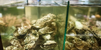 Гид по&nbsp;моллюскам: чем отличаются, как выбрать и&nbsp;приготовить