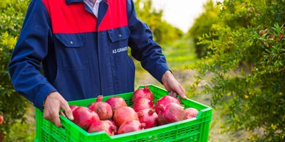 Великий соковый путь: почему гранатовый сок везут в Москву из Азербайджана