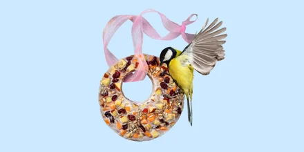 Как правильно кормить зимних птиц и что положить в кормушку