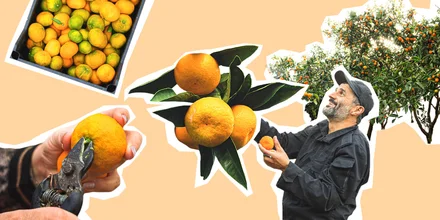 Абхазский сладкий мандарин: репортаж из страны цитрусов