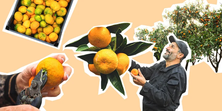 Абхазский сладкий мандарин: репортаж из страны цитрусов