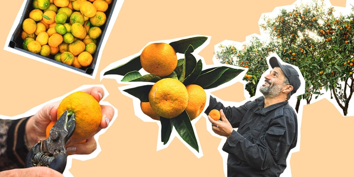 Абхазский сладкий мандарин: репортаж из&nbsp;страны цитрусов