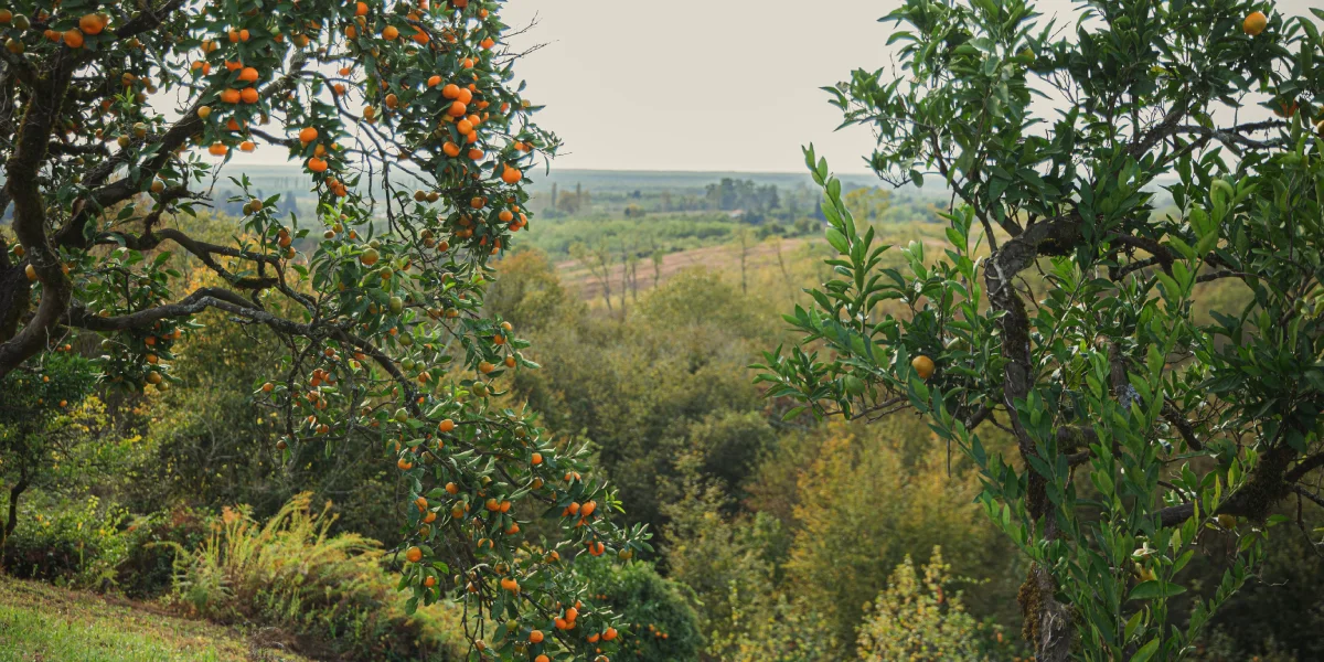 Абхазский сладкий мандарин: репортаж из страны цитрусов
