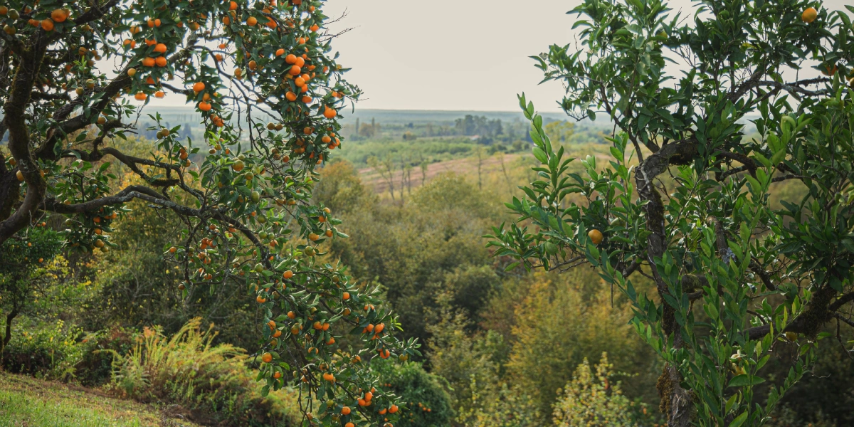 Абхазский сладкий мандарин: репортаж из&nbsp;страны цитрусов