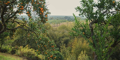 Абхазский сладкий мандарин: репортаж из&nbsp;страны цитрусов